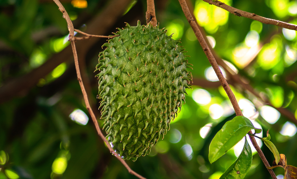 Soursop leaves are packed with natural compounds that can help boost immunity and fight off infections, making them a powerful addition to any wellness routine.