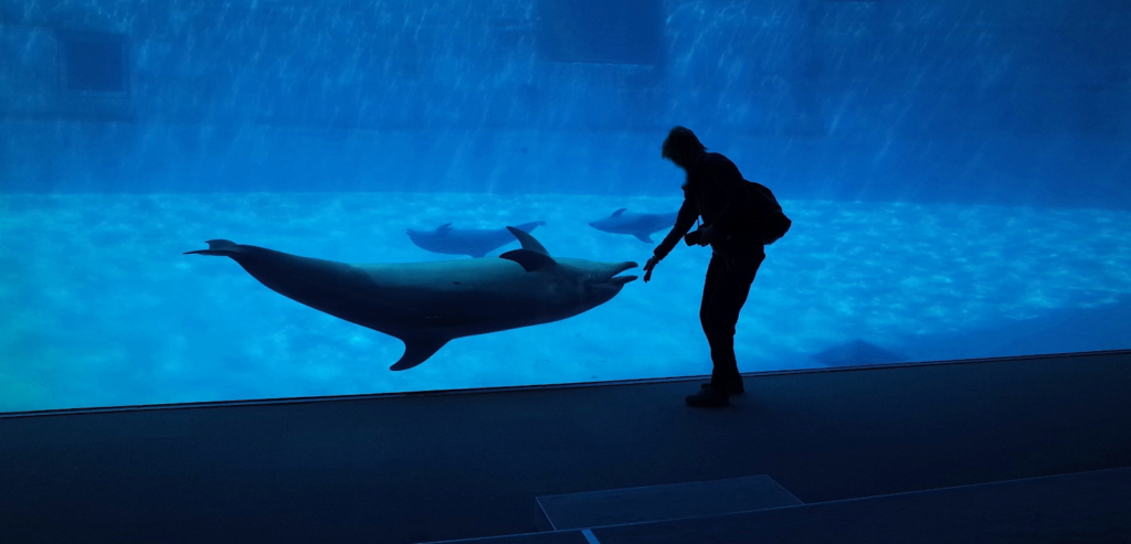 Dolphin in aquarium with a person.