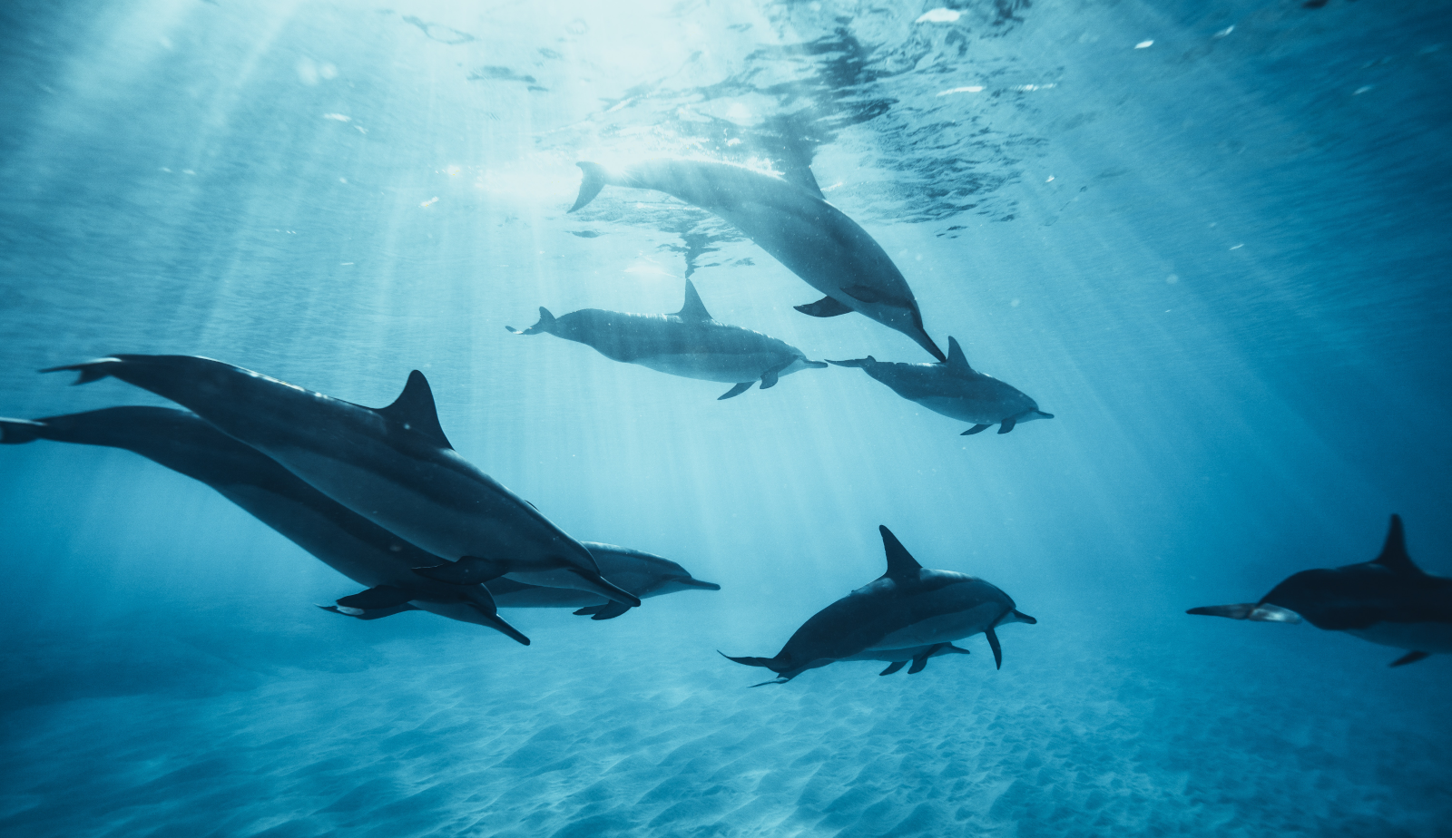 Dolphins swimming underwater with light shining through.