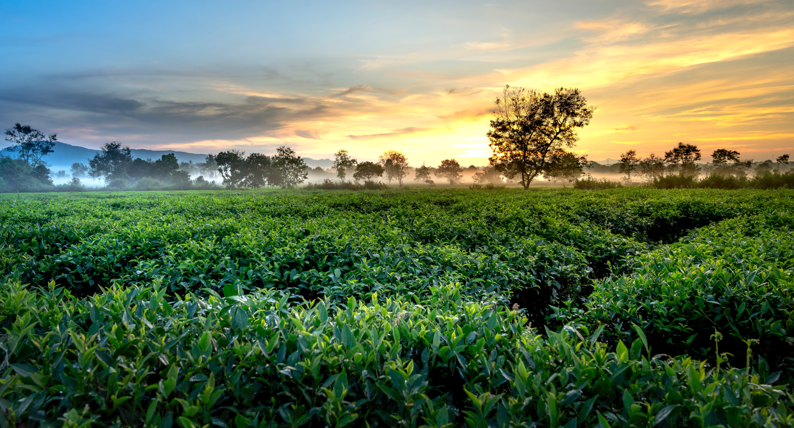 Green Tea Field